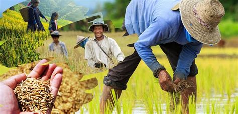  ¡Quebrando Barreras: Una Sinfonía de Sabiduría Agrícola Filipina!